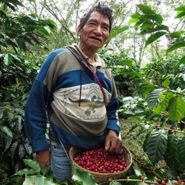 Mexican Coffee Cultural History